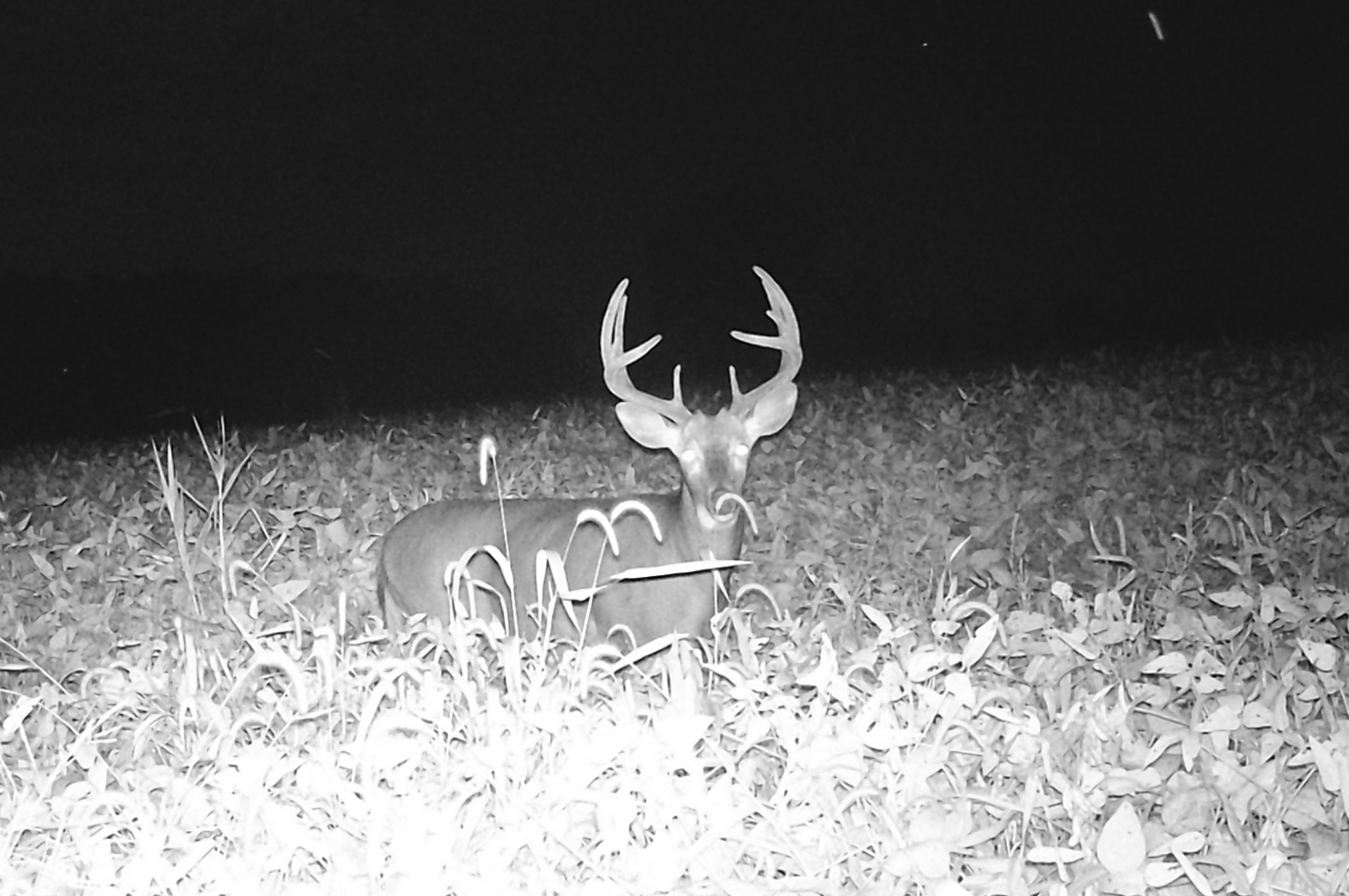 Trail Cam Photo