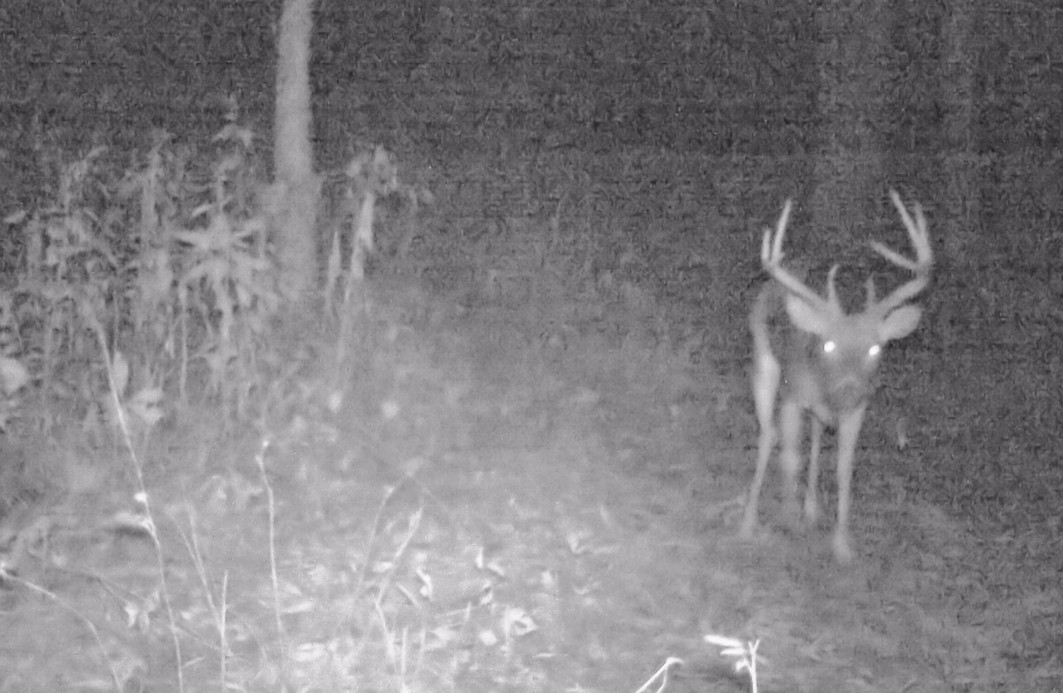 Trail Cam Photo