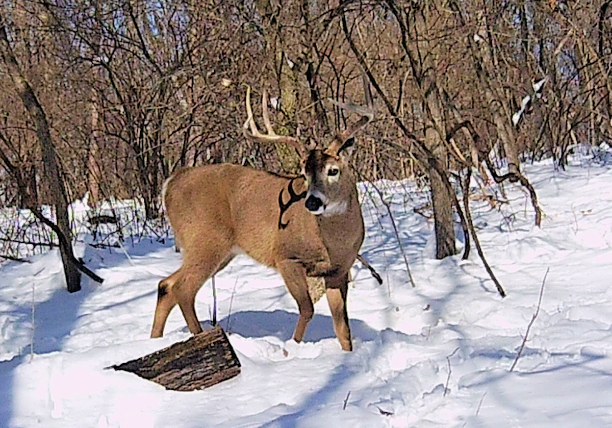 Trail Cam Photo