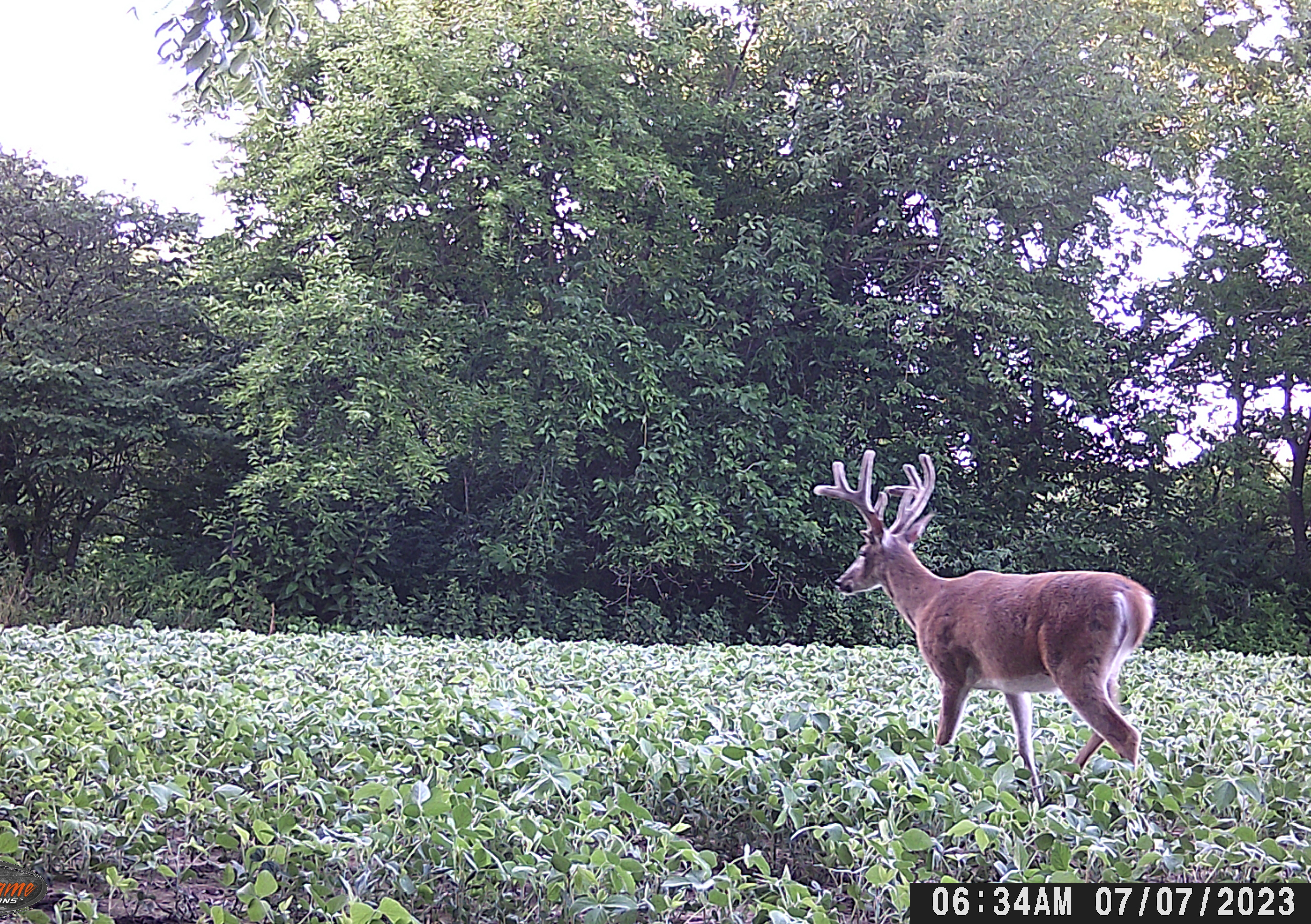 Trail Cam Photo