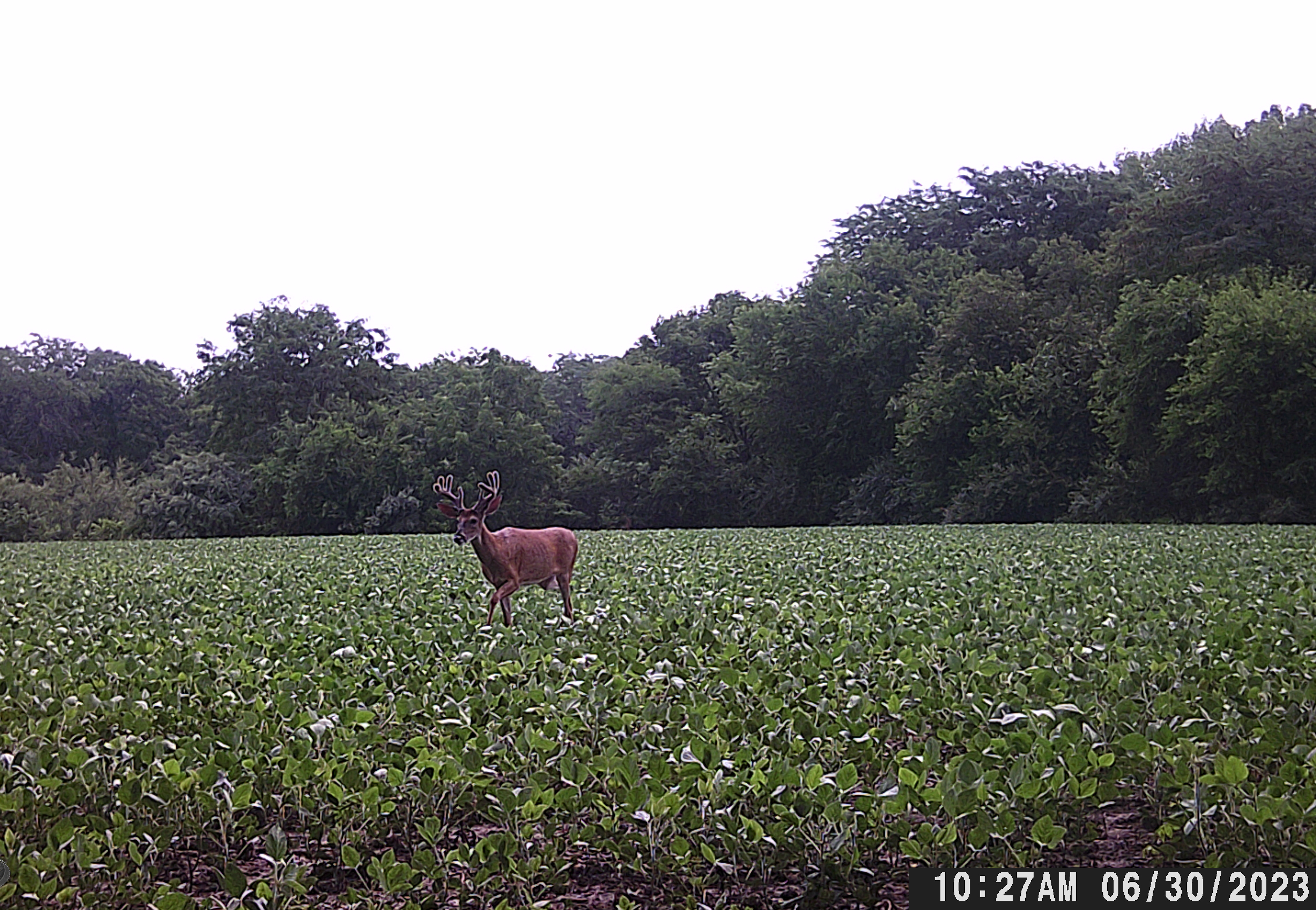 Trail Cam Photo