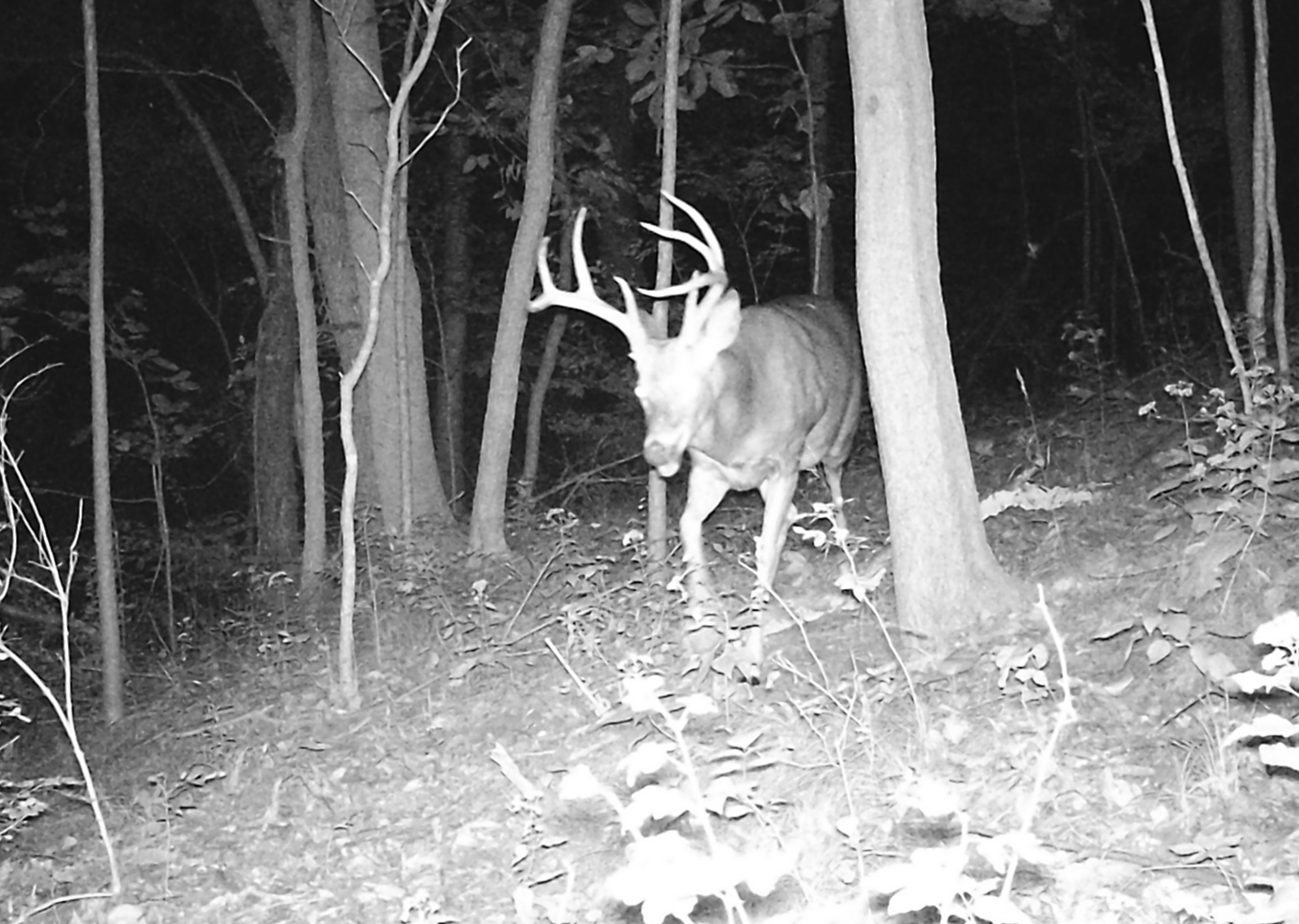 Trail Cam Photo