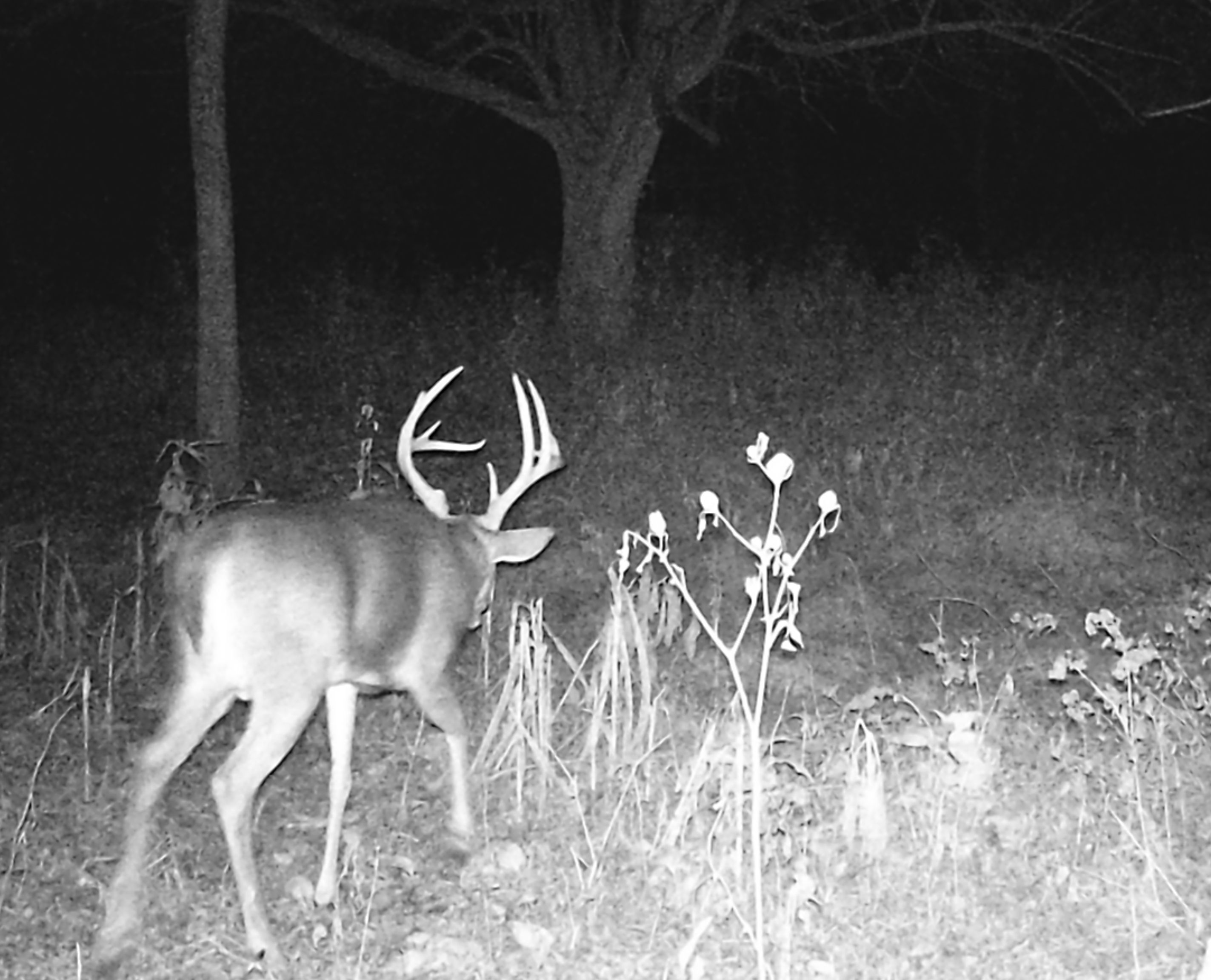 Trail Cam Photo