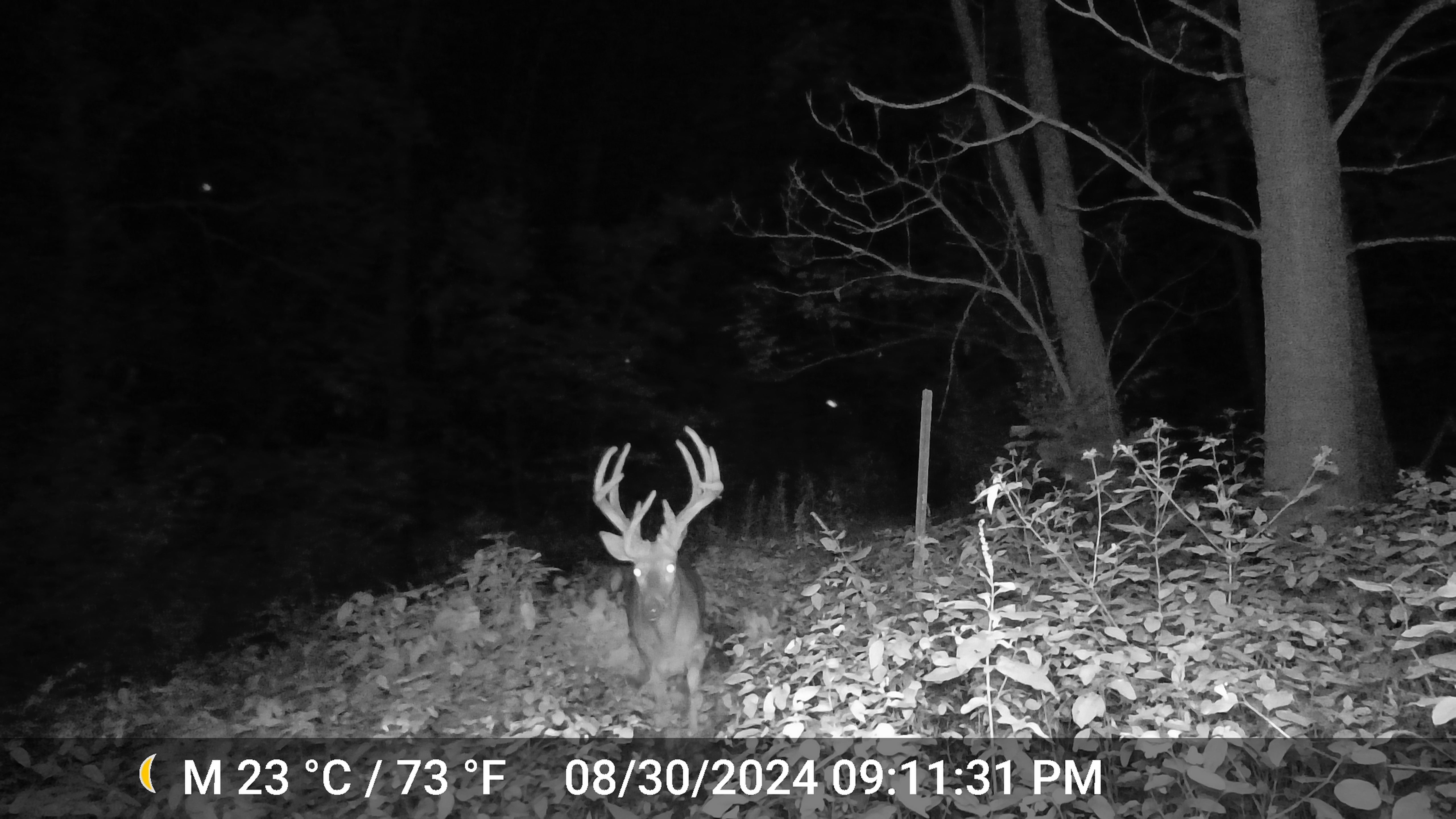 Trail Cam Photo