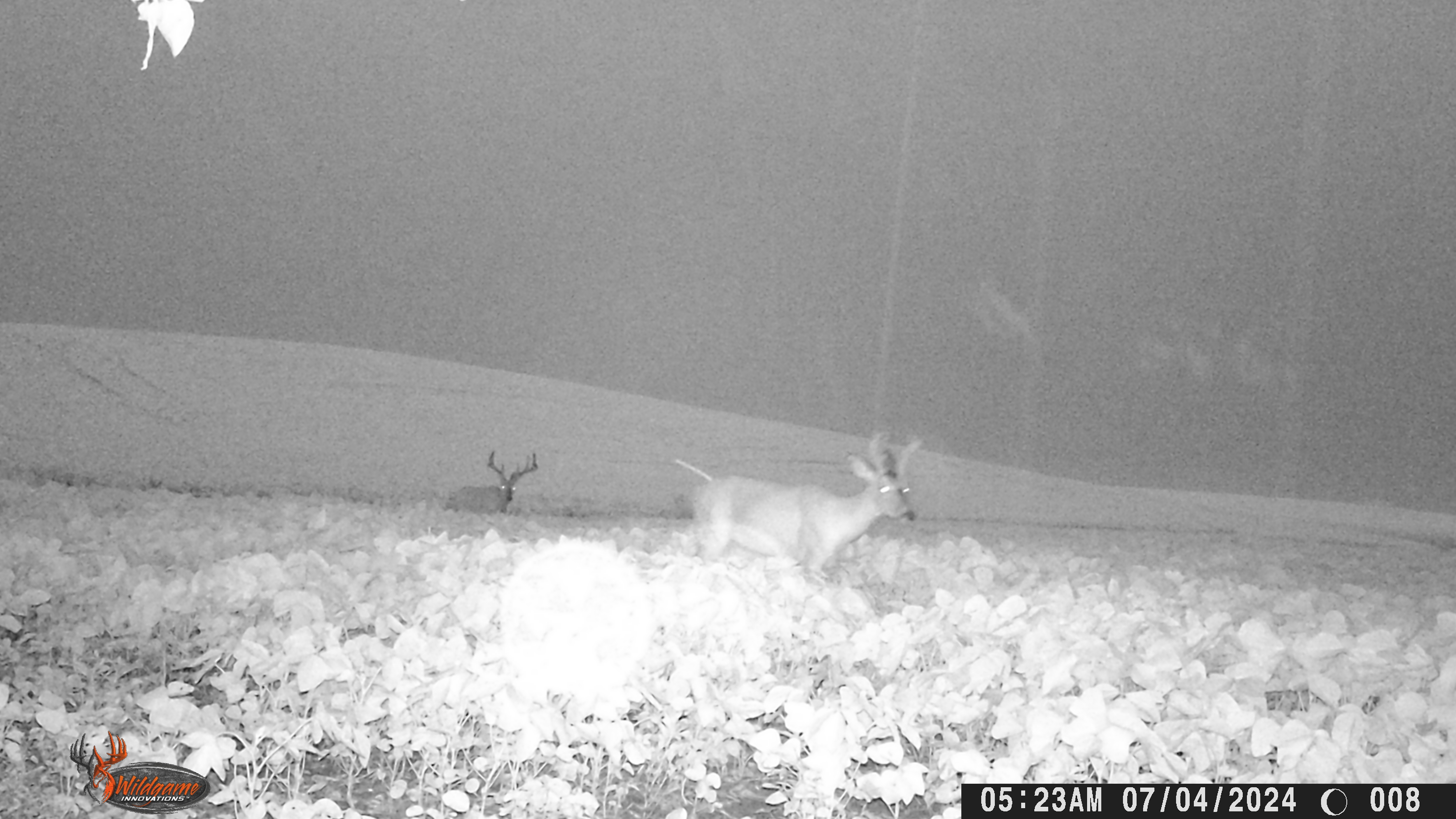 Trail Cam Photo
