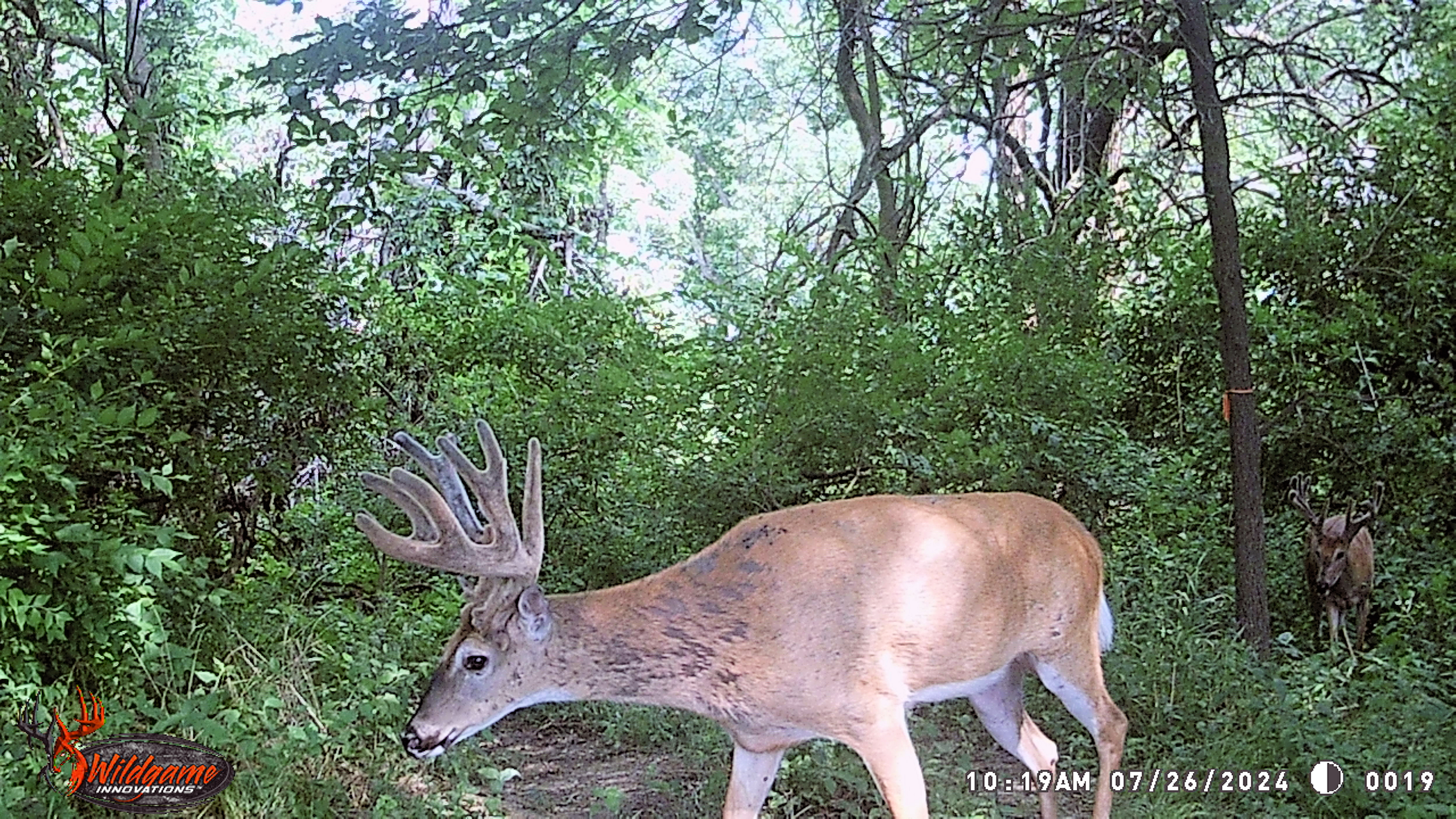 Trail Cam Photo