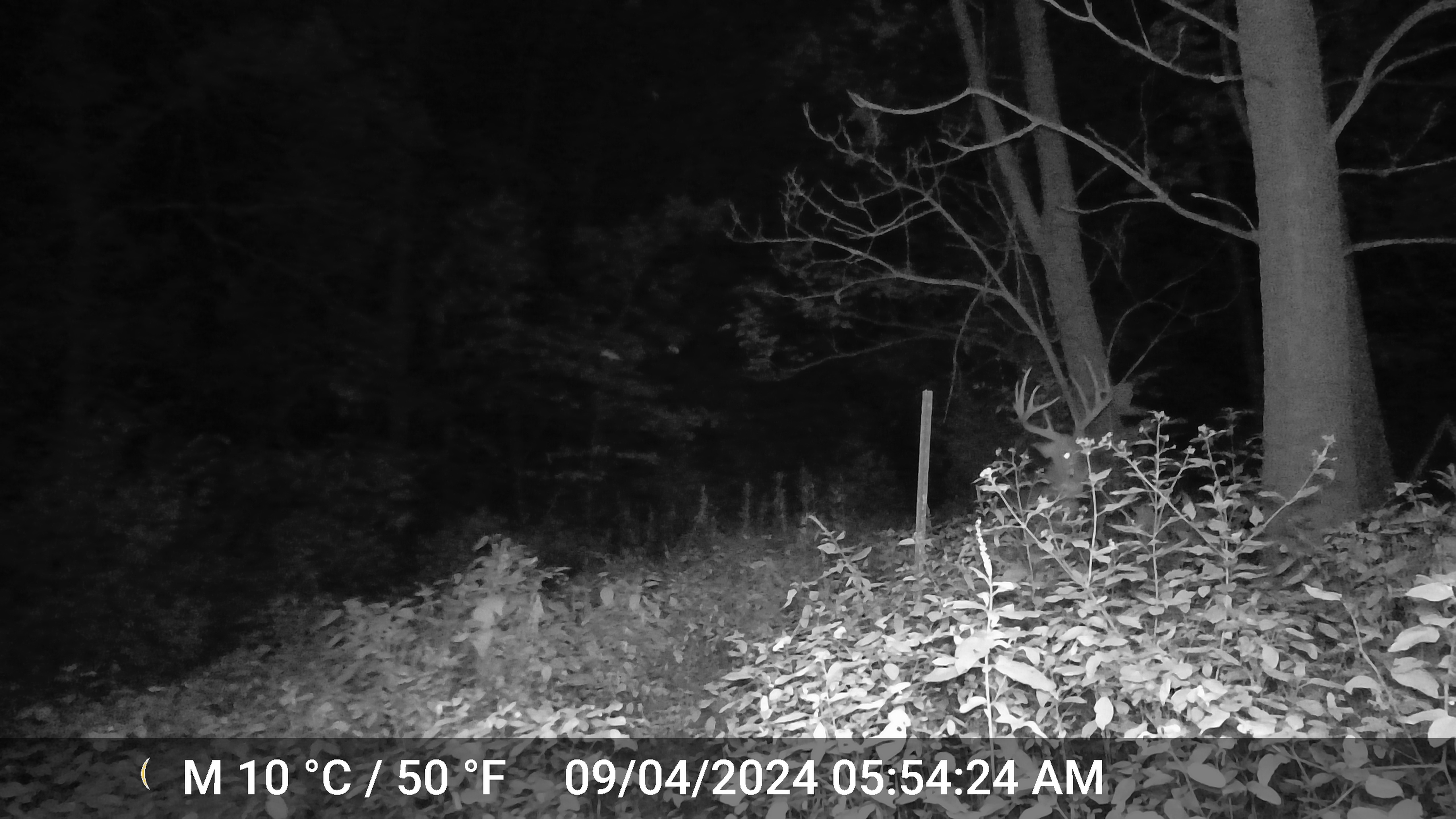 Trail Cam Photo