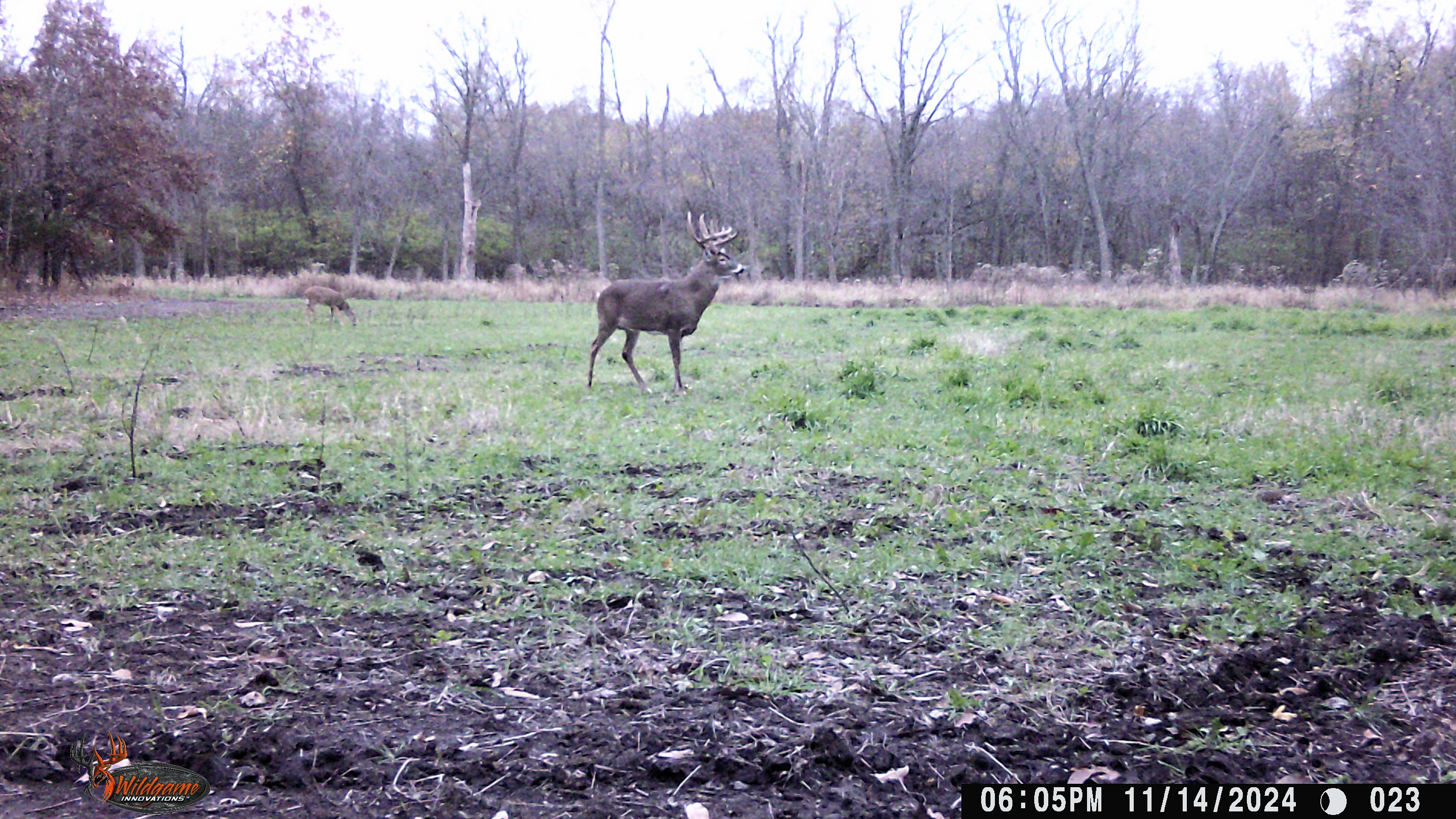 Trail Cam Photo