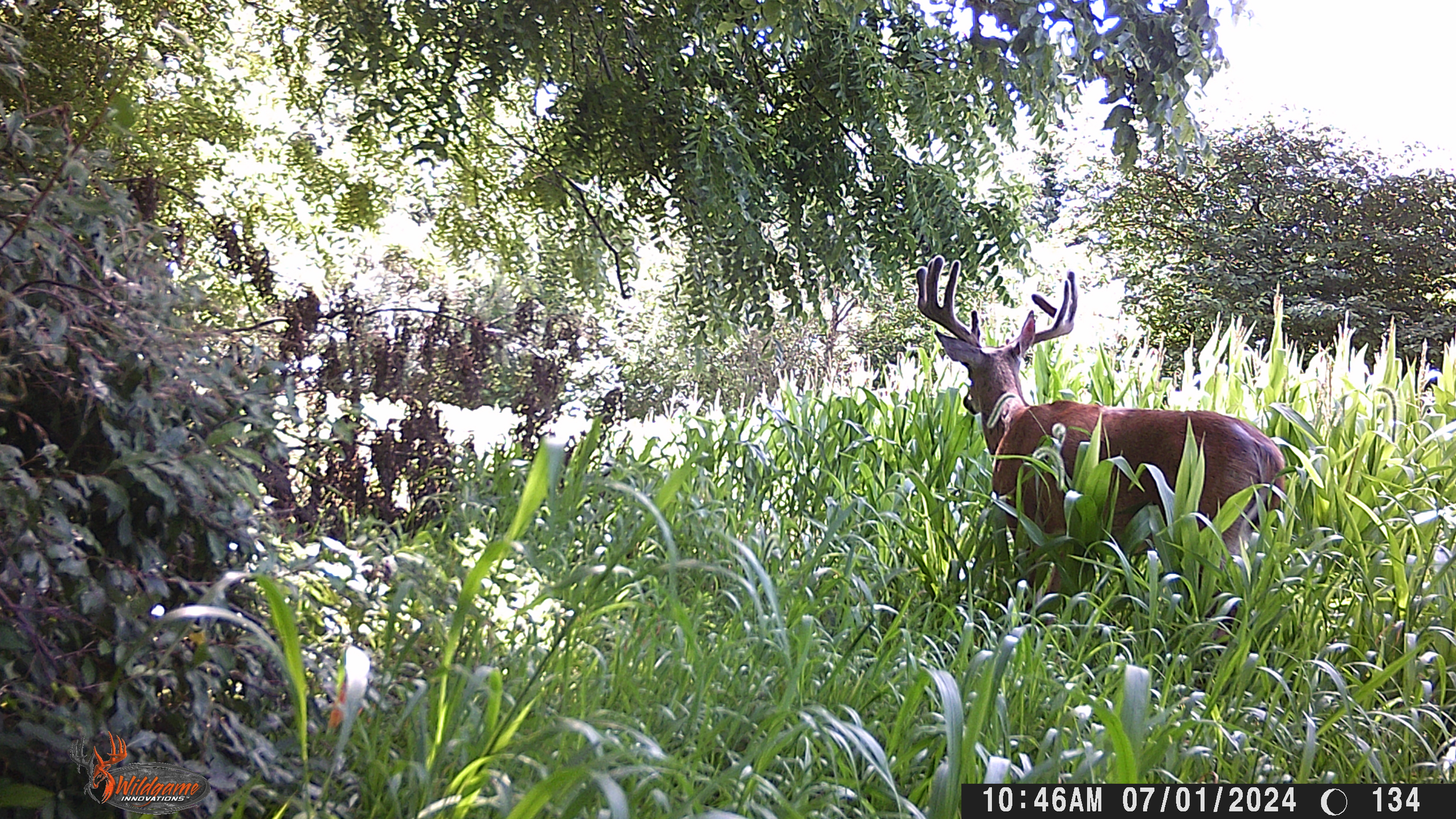 Trail Cam Photo