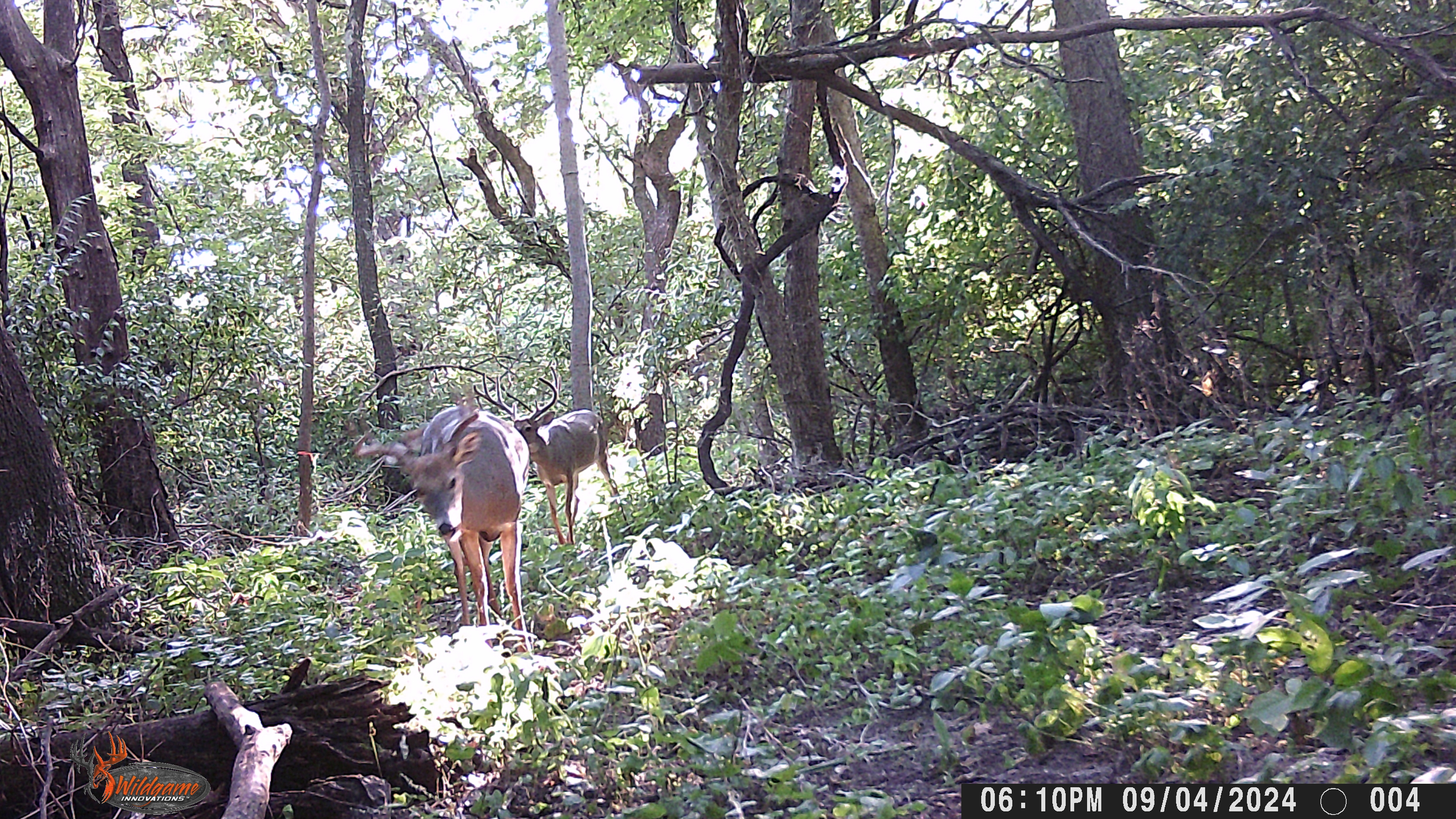 Trail Cam Photo