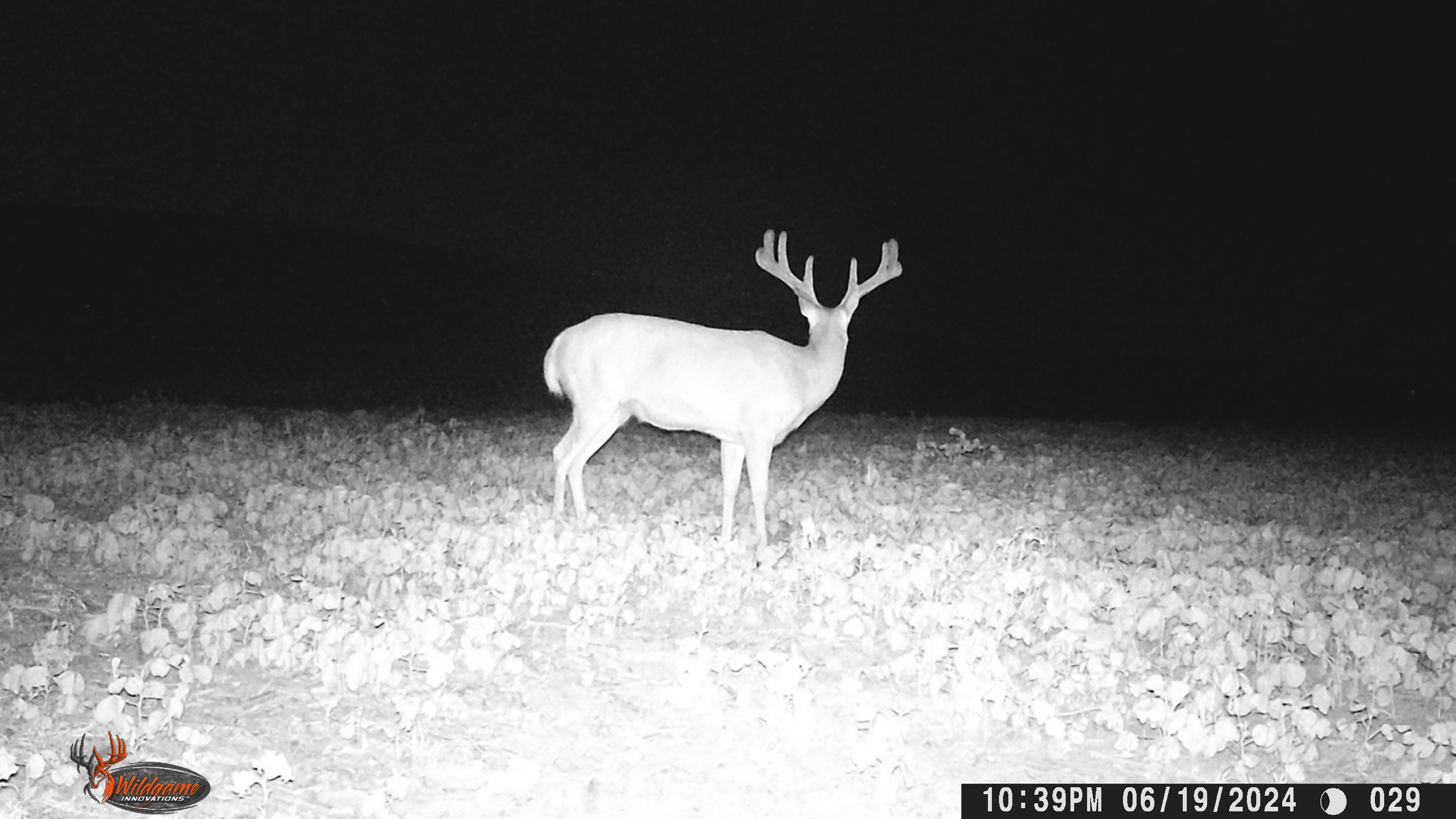 Trail Cam Photo
