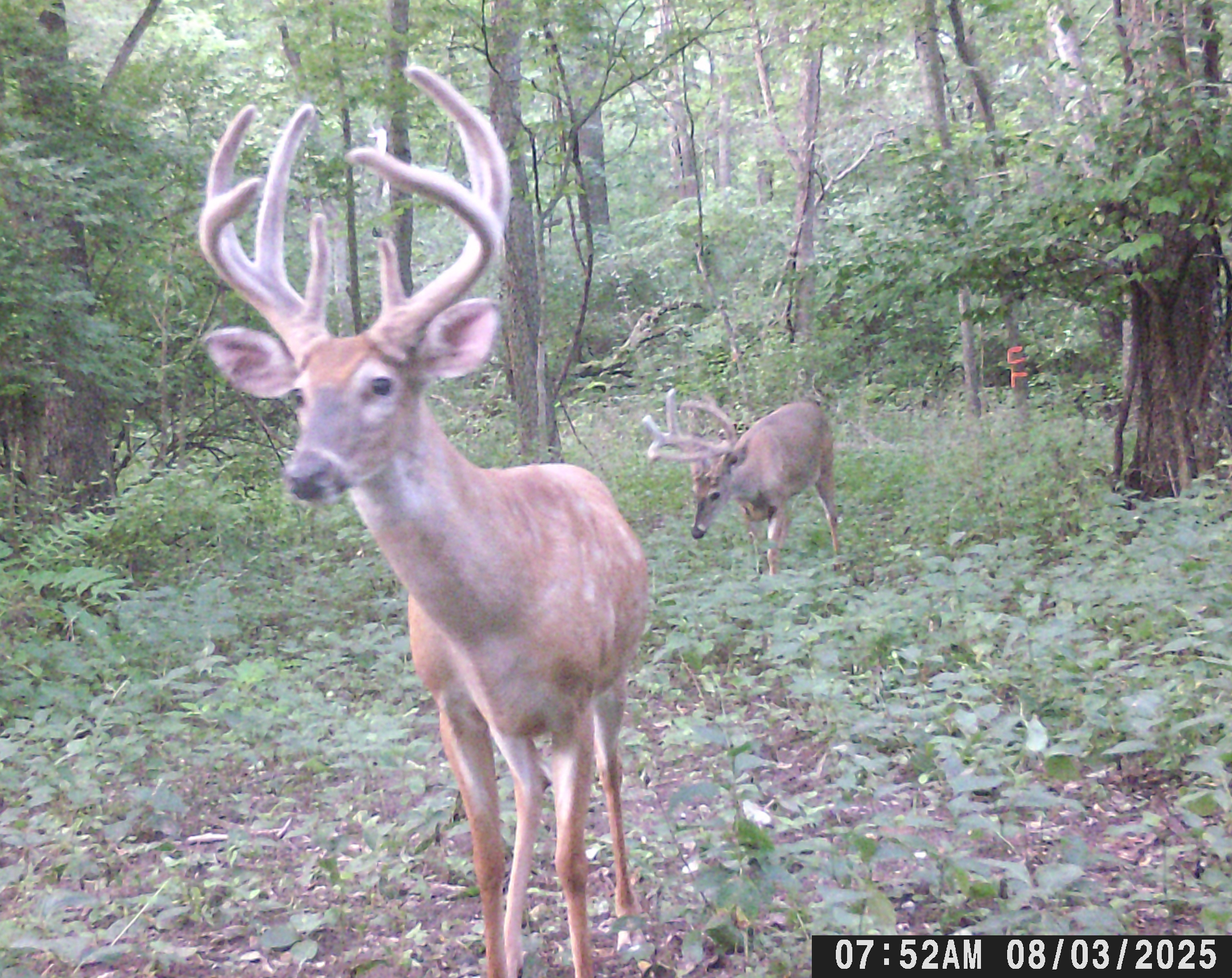 Trail Cam Photo
