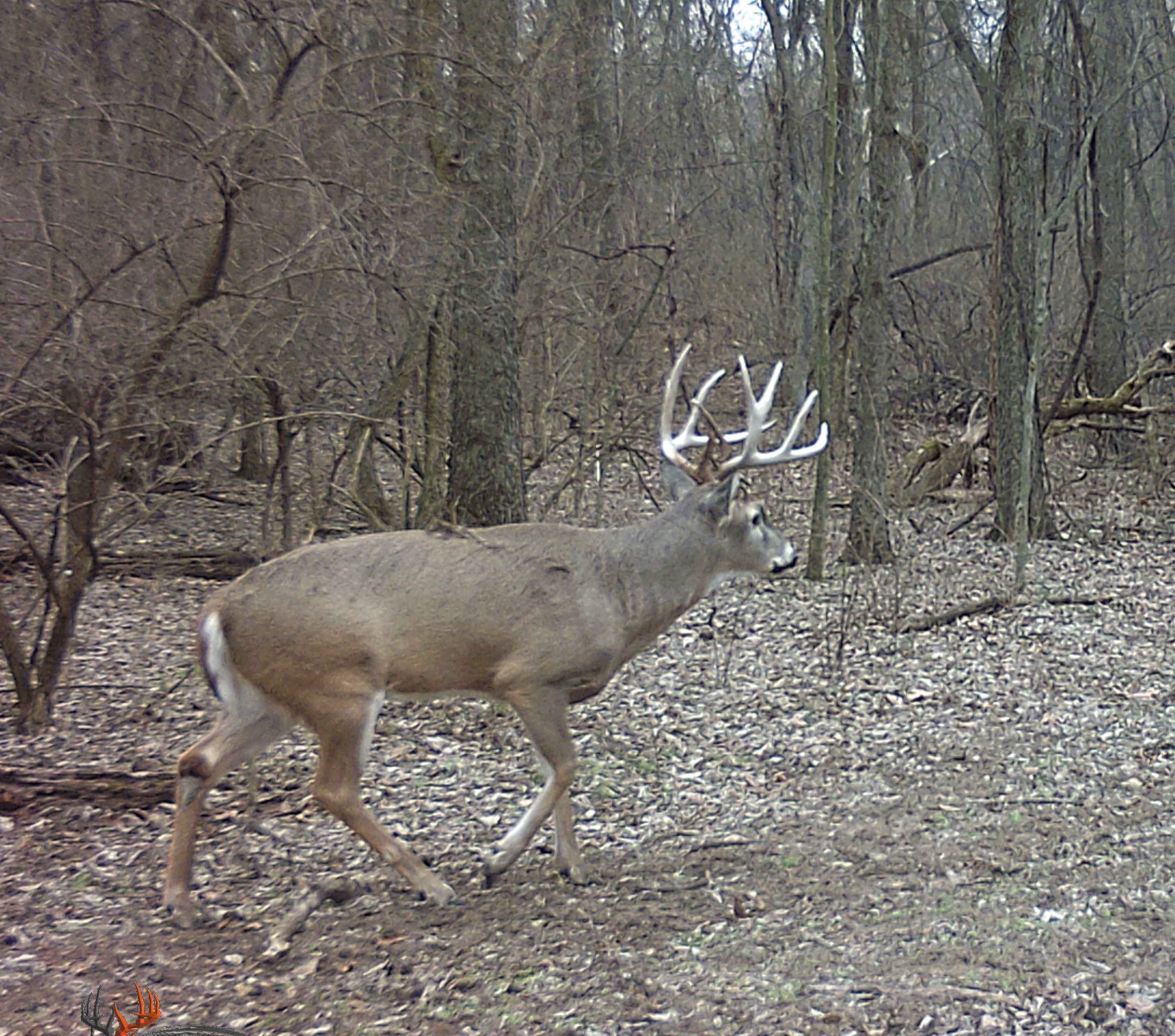 Trail Cam Photo