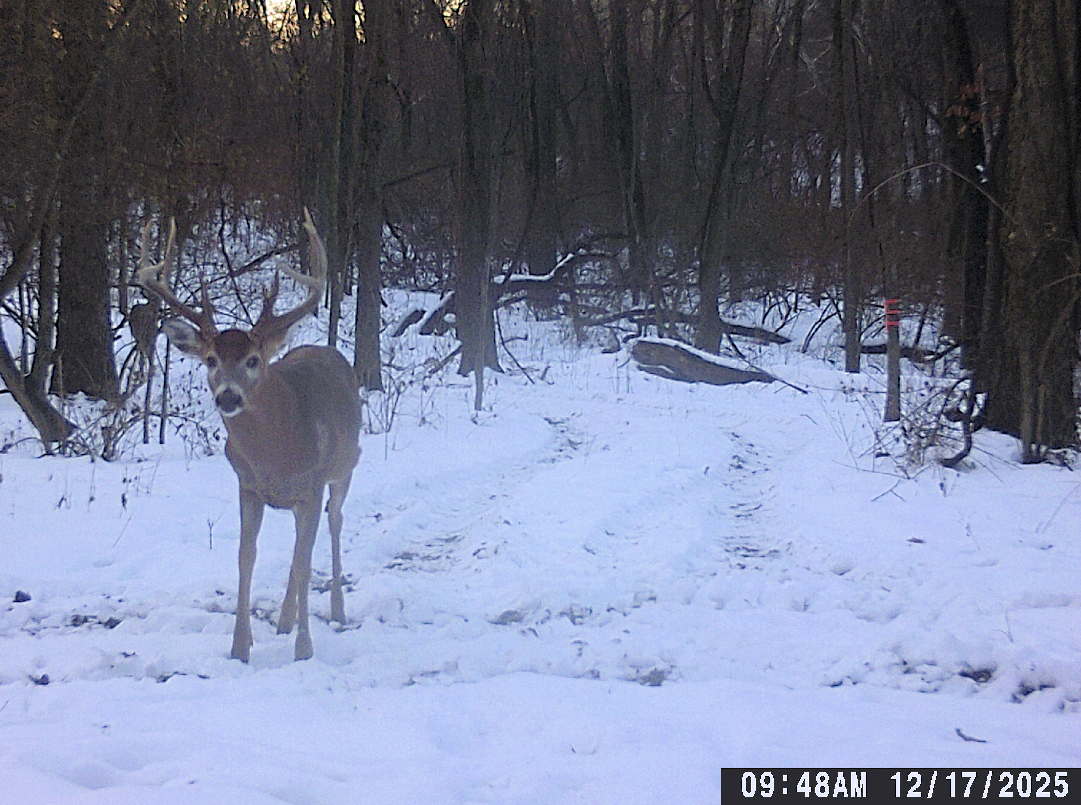 Trail Cam Photo