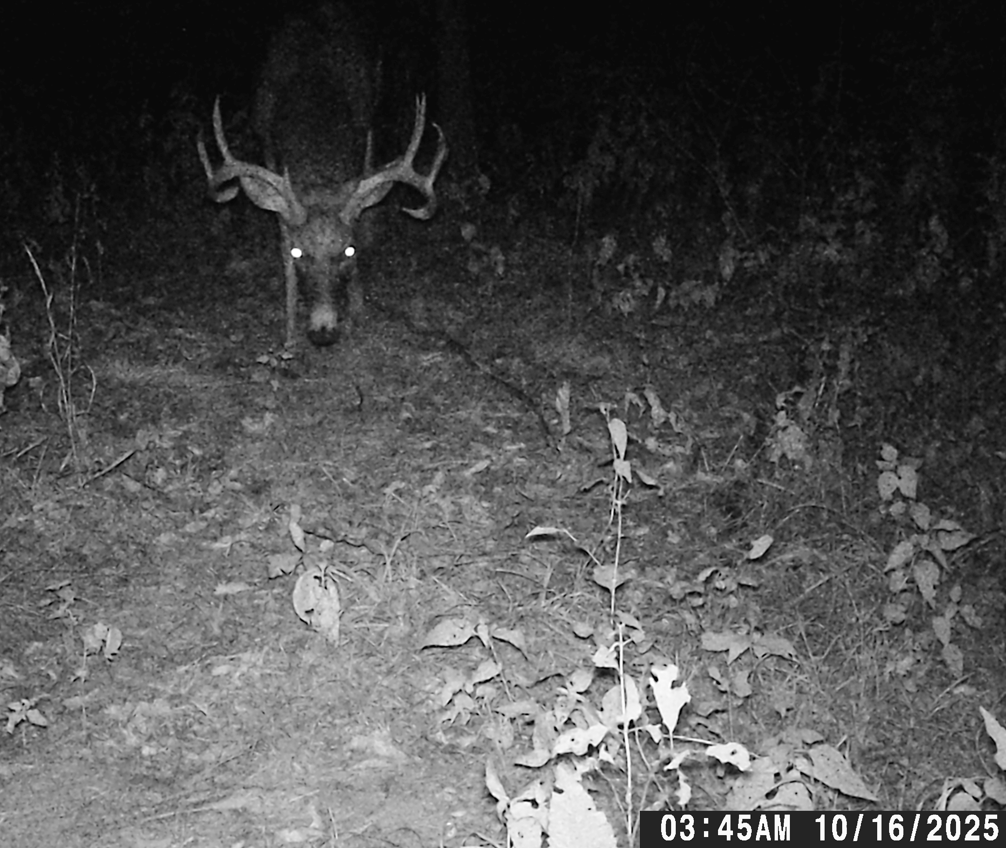 Trail Cam Photo