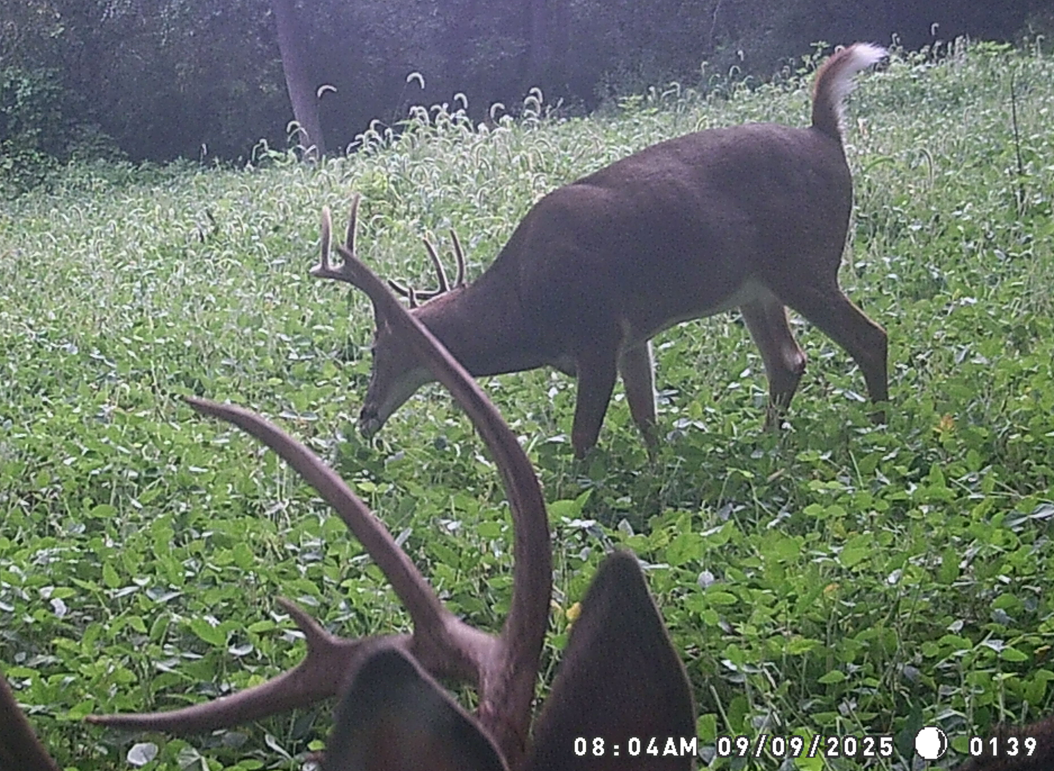 Trail Cam Photo
