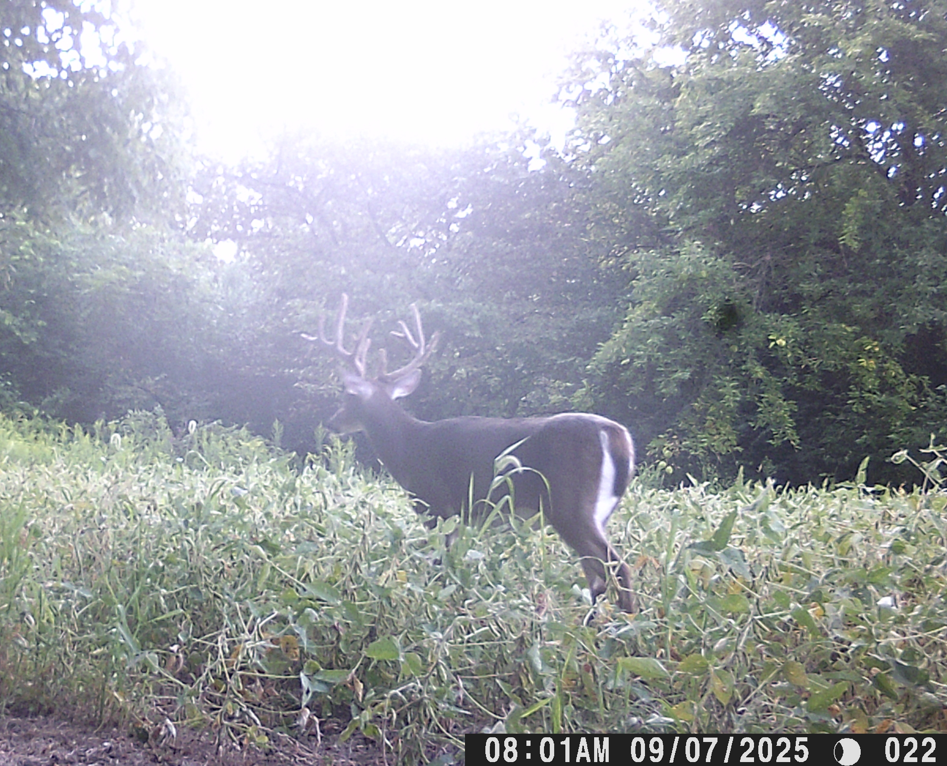 Trail Cam Photo